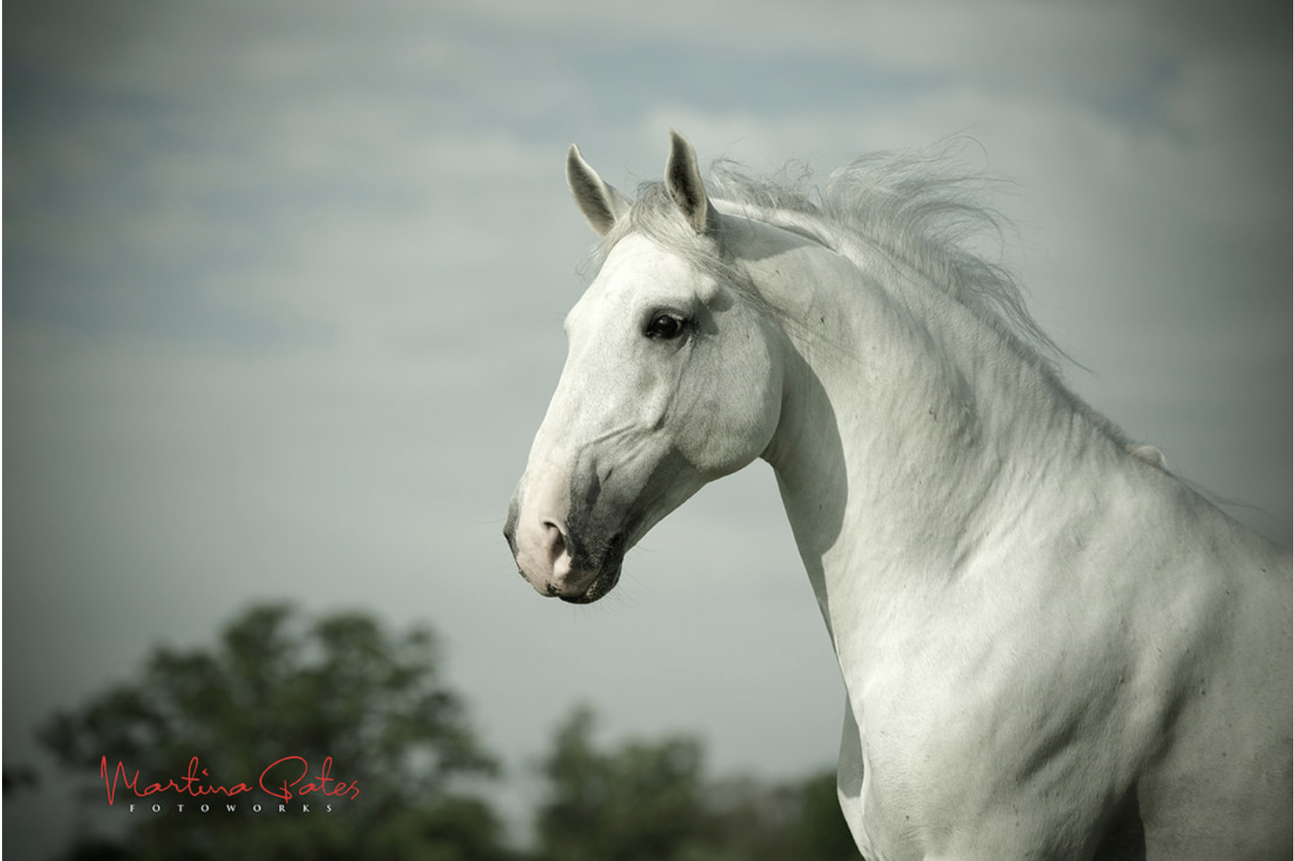 Favory Allura – Lipizzan Stallion